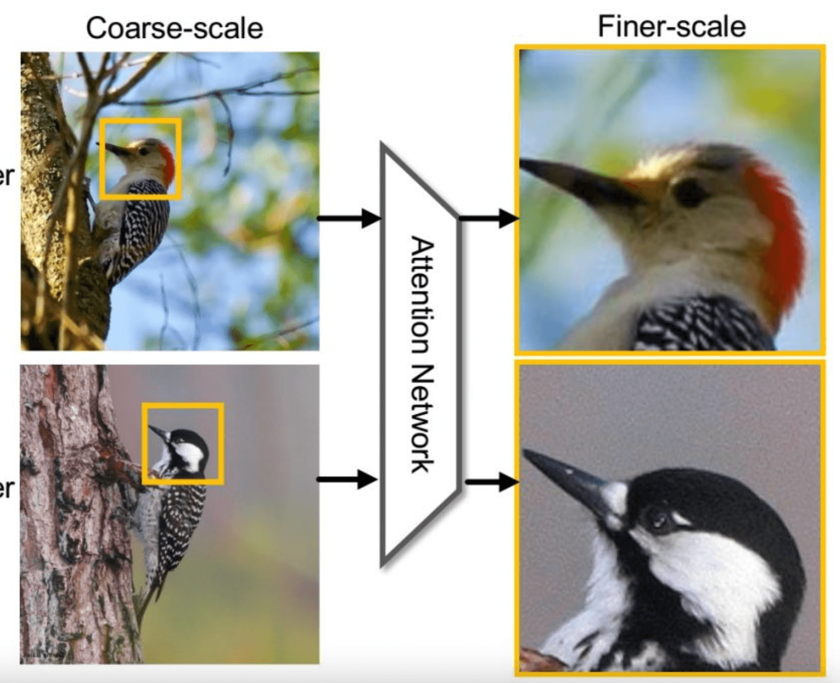 Fine-grained Image Classification